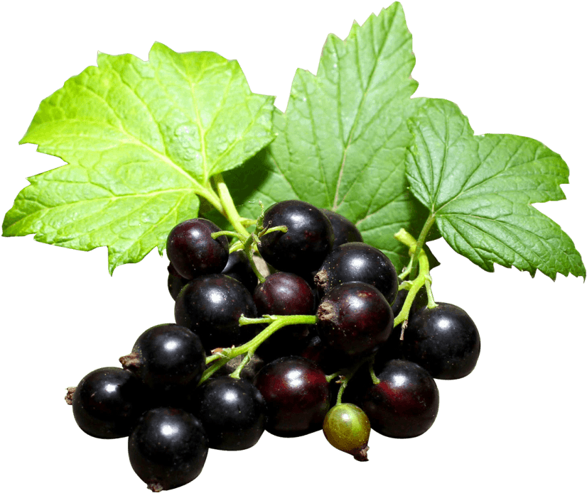 Fresh Blackcurrant Clusterwith Leaves PNG