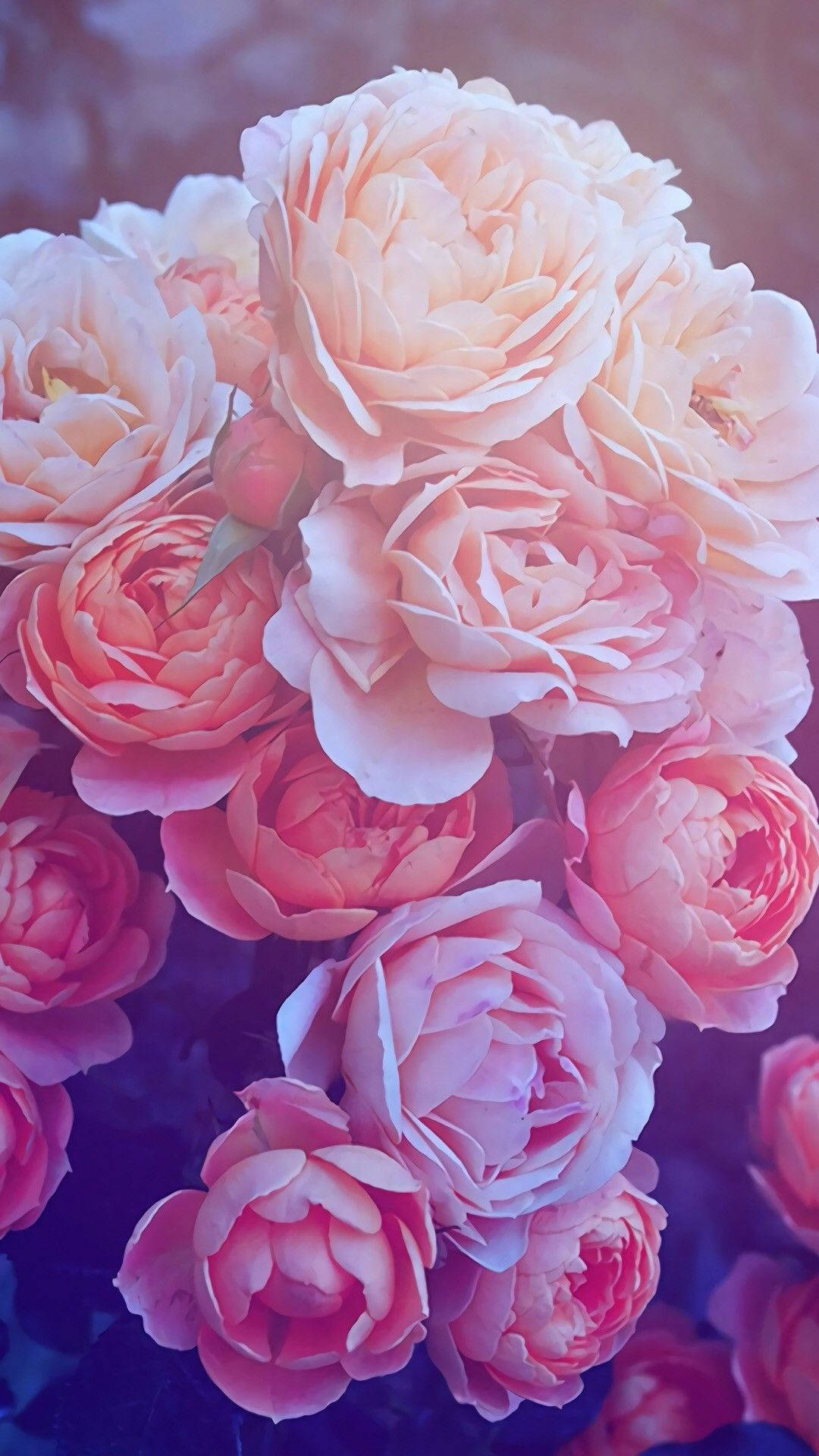 Wallpaperfärsk Blommande Rosa Ros Iphone-bakgrundsbild Wallpaper
