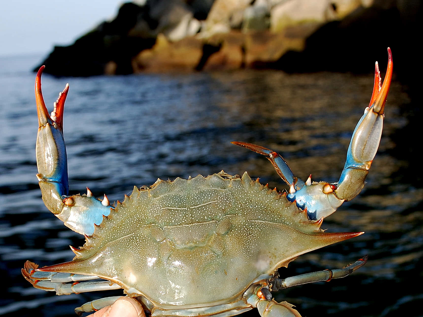 Crabe Bleu Frais Sur Le Rivage Fond d'écran