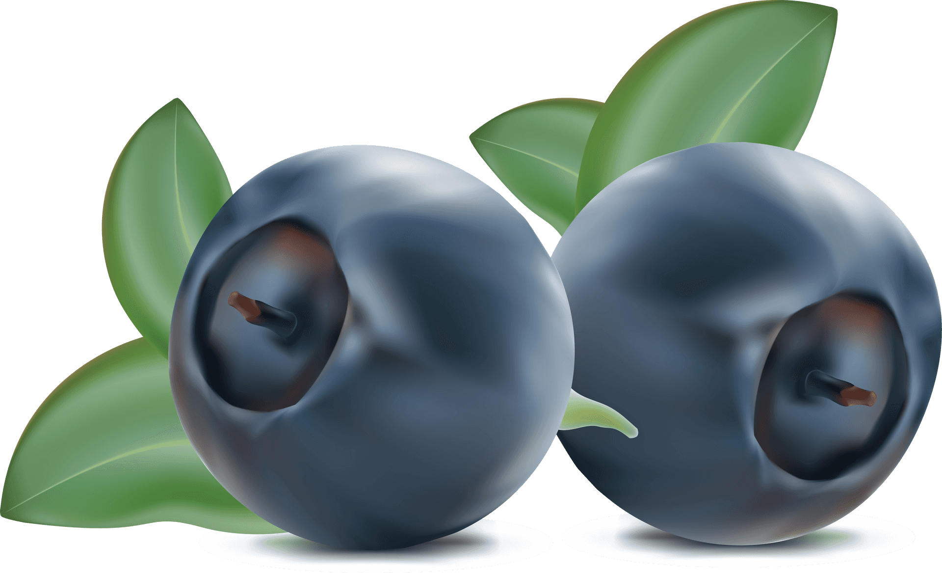 Fresh Blueberries Illustration PNG