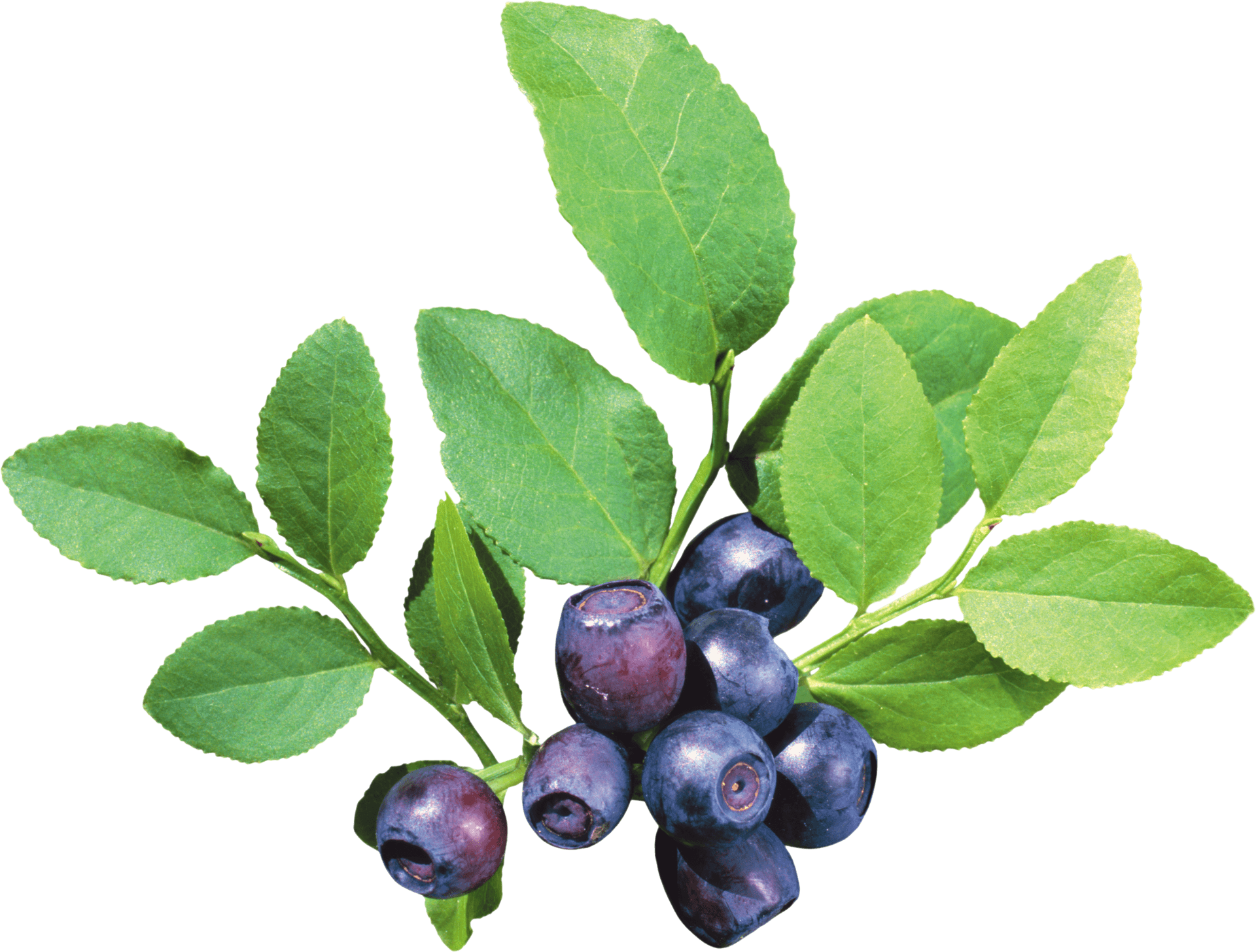 Fresh Blueberries With Leaves PNG