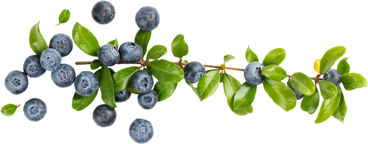 Fresh Blueberrieson Branch PNG