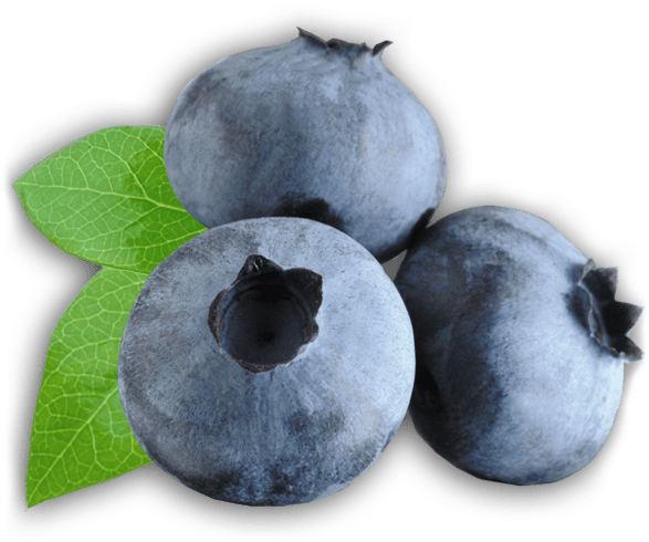 Fresh Blueberrieswith Leaf PNG