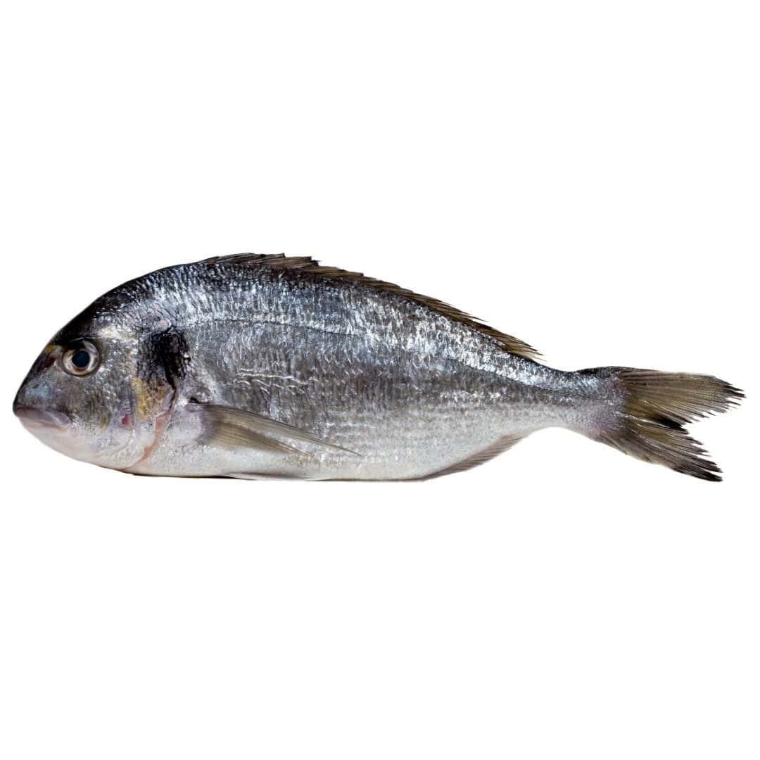 Fresh Bream Fish Isolated White Background Wallpaper