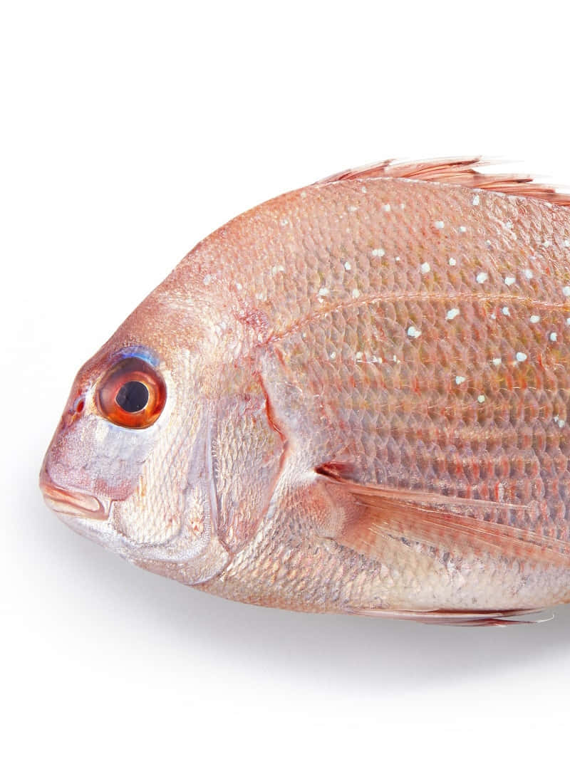 Fresh Bream Fish Isolated White Background Wallpaper