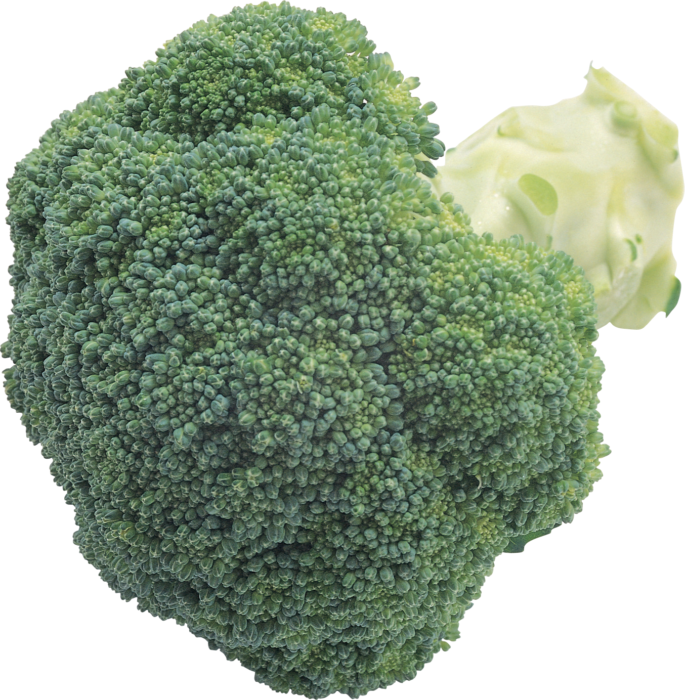 Fresh Broccoli Closeup.png PNG