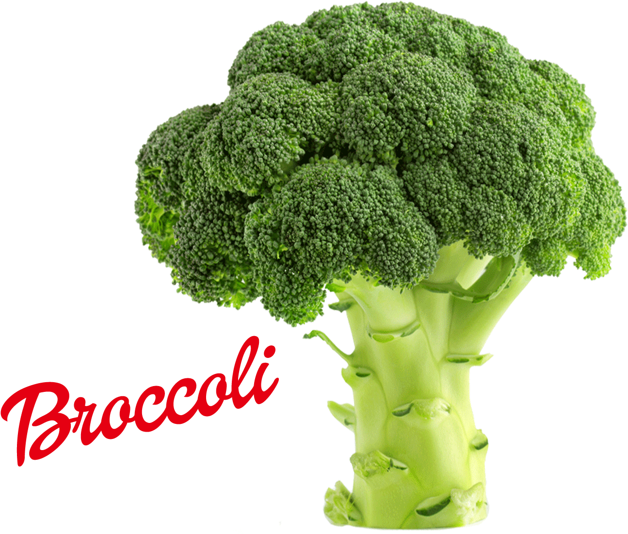 Fresh Broccoli Isolated PNG