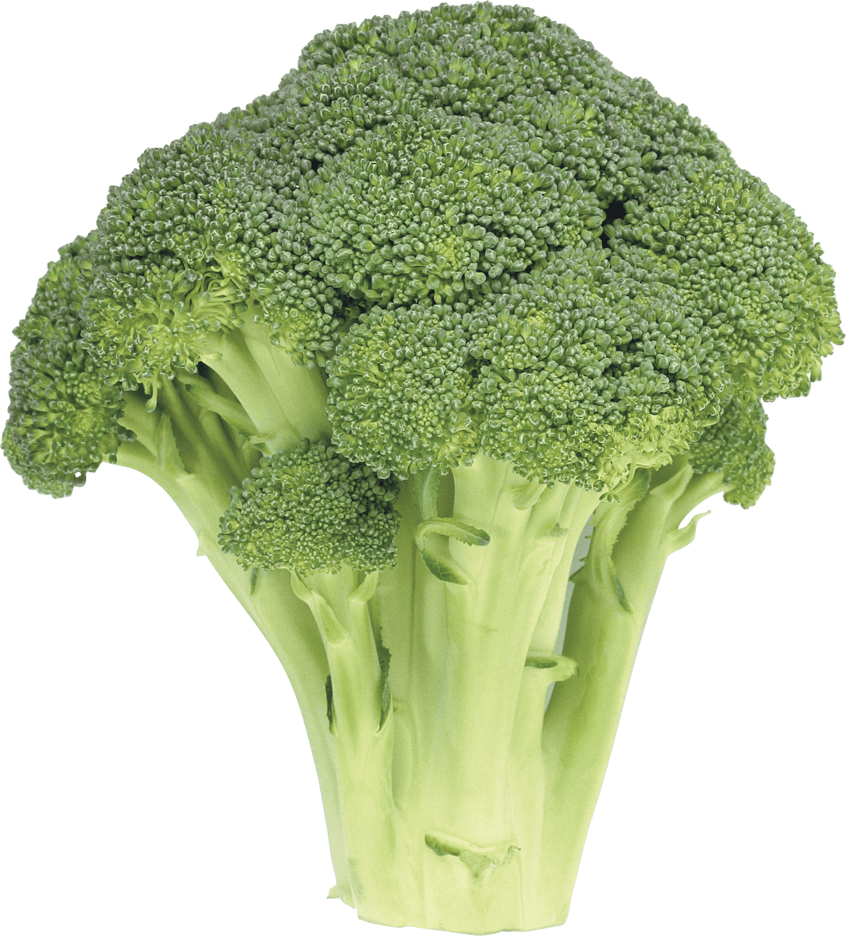 Fresh Broccoli Isolated PNG