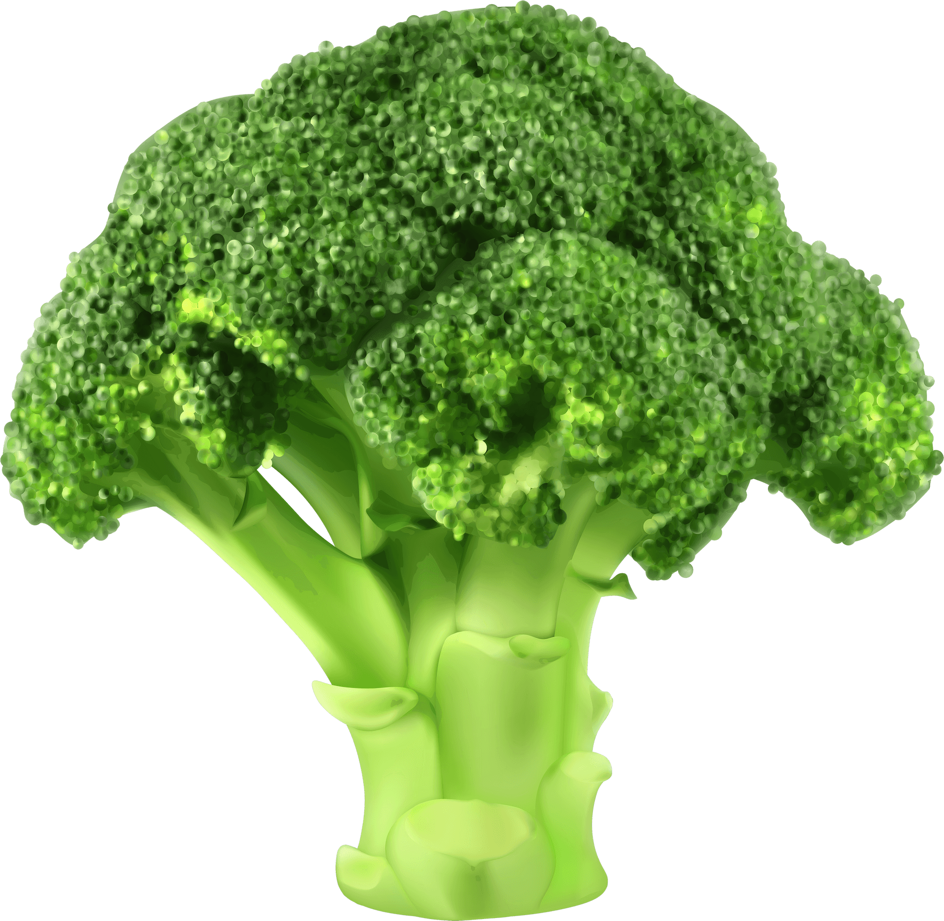 Fresh Broccoli Isolated.png PNG