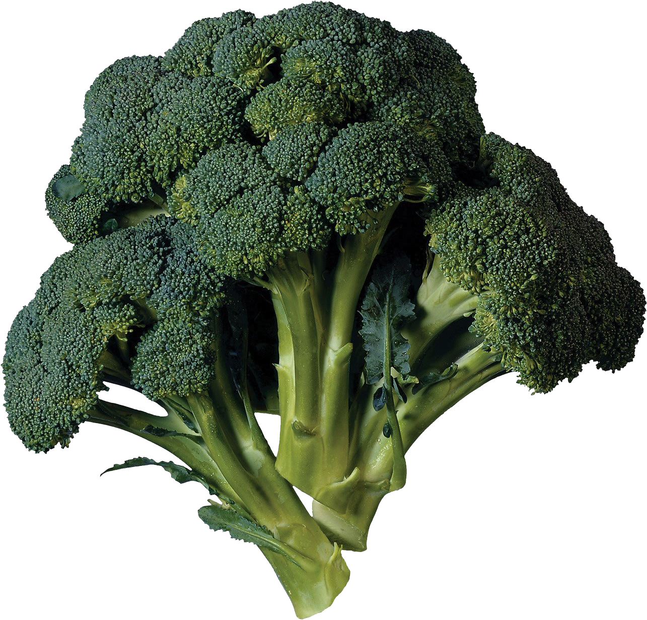 Fresh Broccoli Isolatedon Dark Background.png PNG