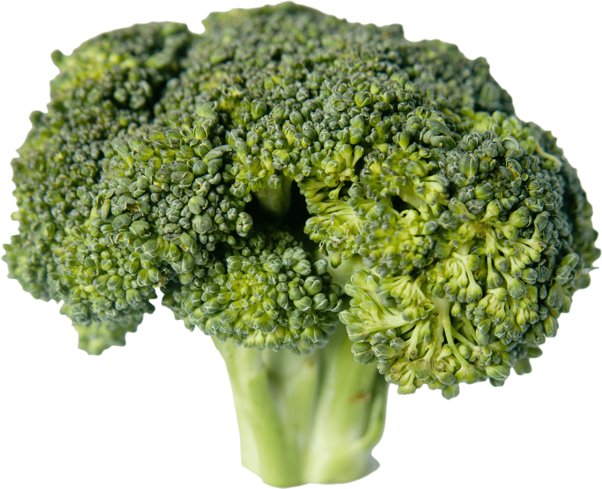 Fresh Broccoli Isolatedon Transparent Background PNG