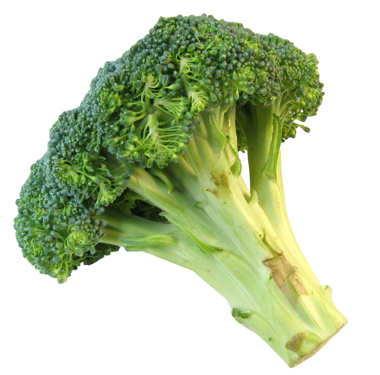 Fresh Broccoli Stalk PNG