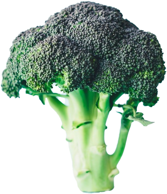 Fresh Broccoli Stalk Isolated PNG