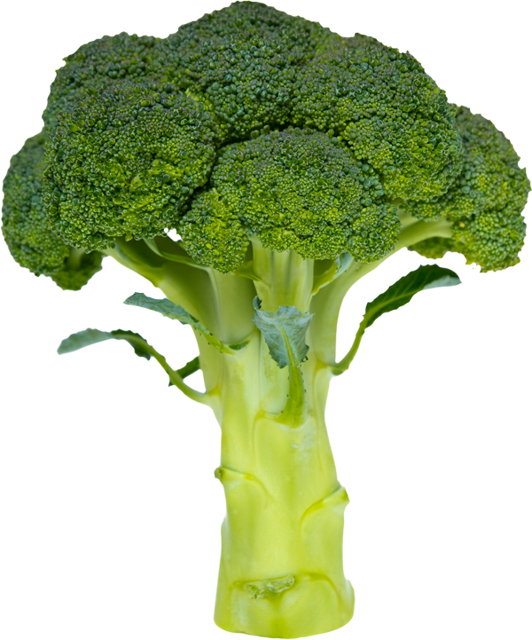 Fresh Broccoli Stalk Isolated PNG