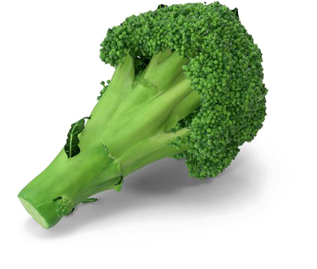 Fresh Broccoli Stalk PNG