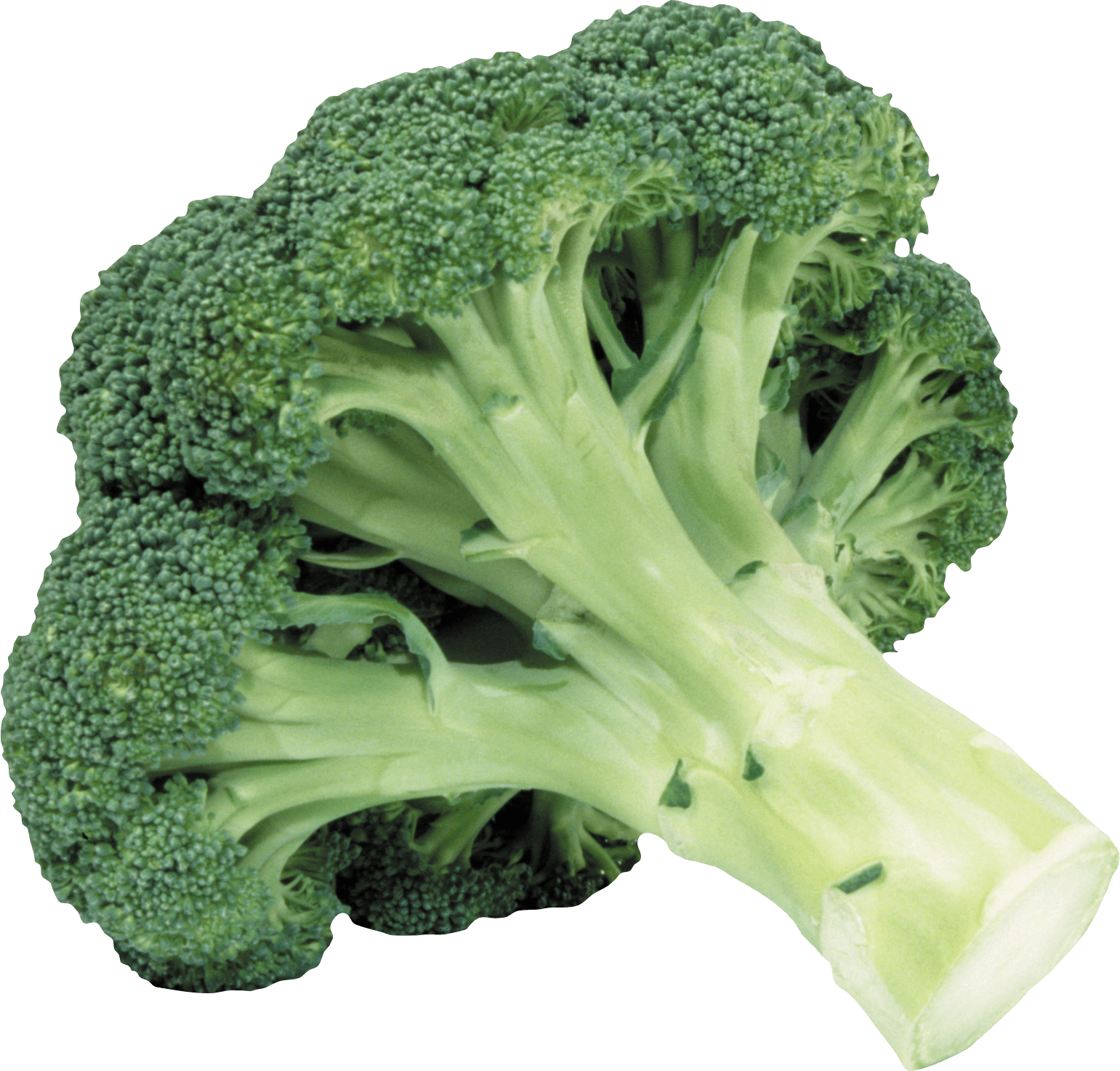 Fresh Broccoli Stalk PNG