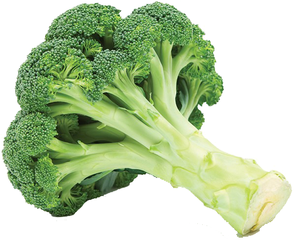 Fresh Broccoli Stalks.png PNG