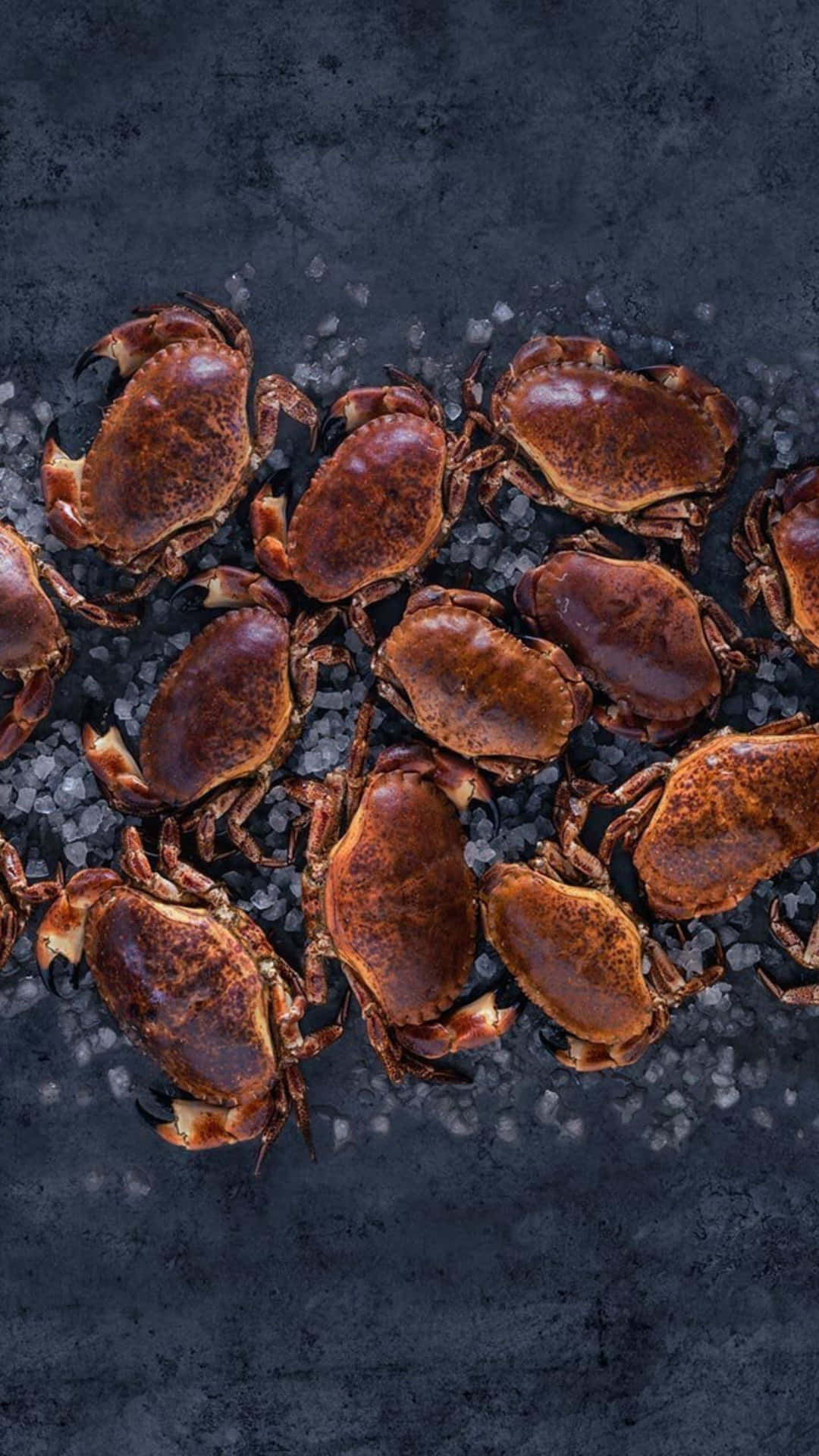 Fresh Brown Crabson Dark Background Wallpaper
