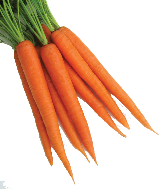 Fresh Bunchof Carrots PNG