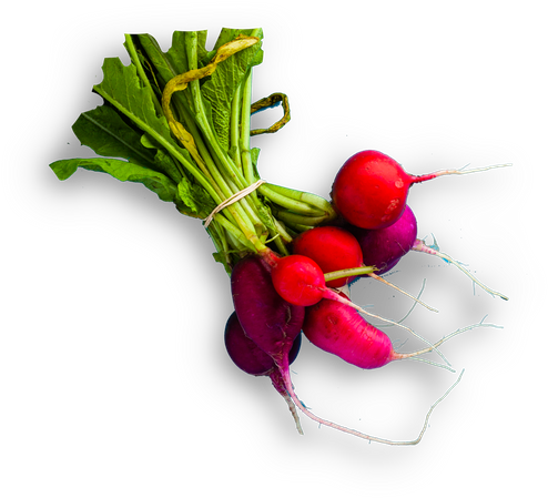 Fresh Bunchof Radishes PNG