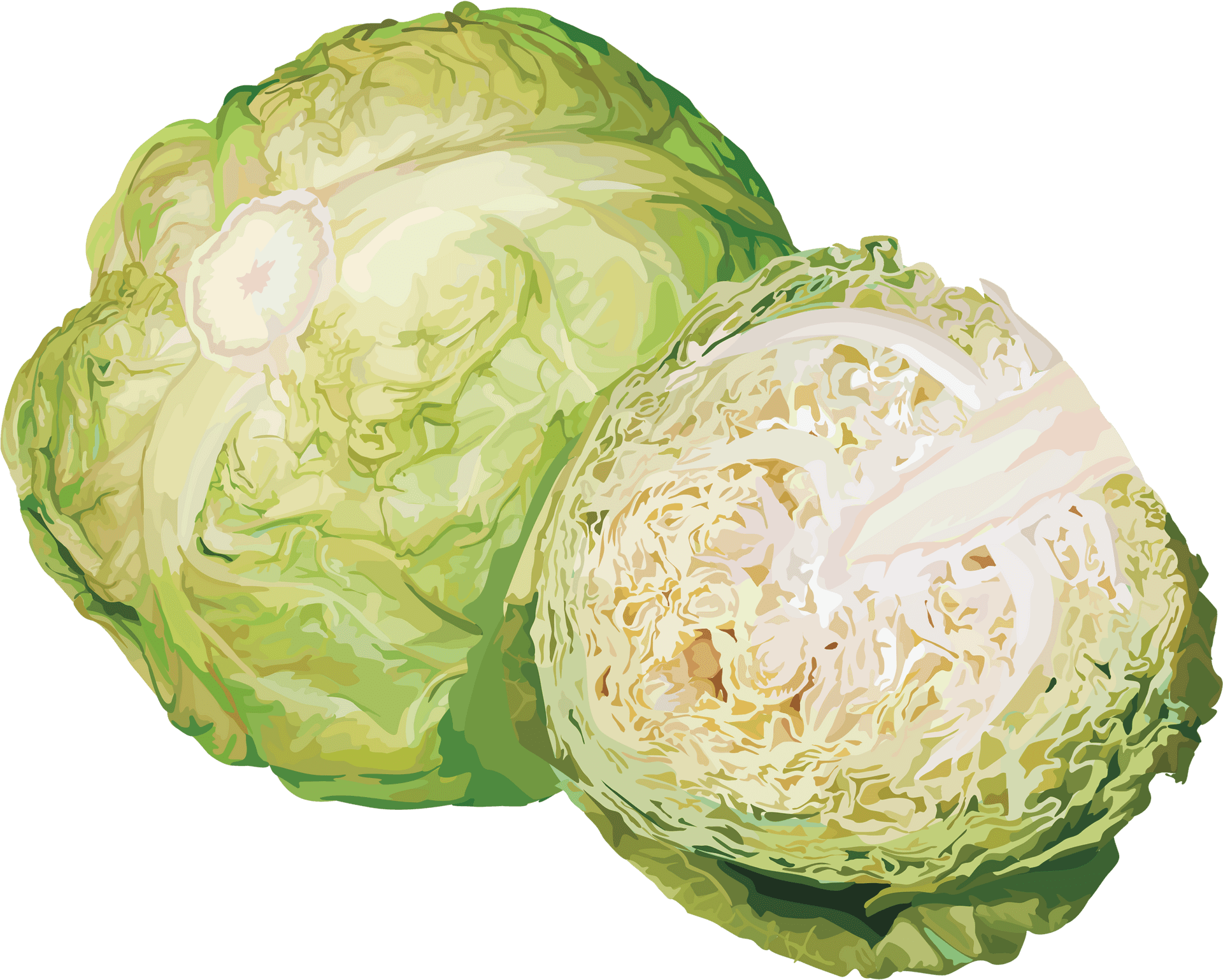 Fresh Cabbageand Half Cut Illustration PNG