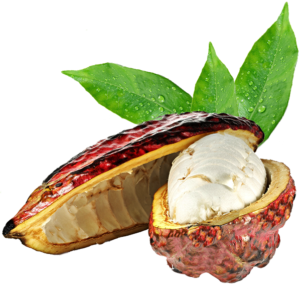 Fresh Cacao Pod With Leaves PNG
