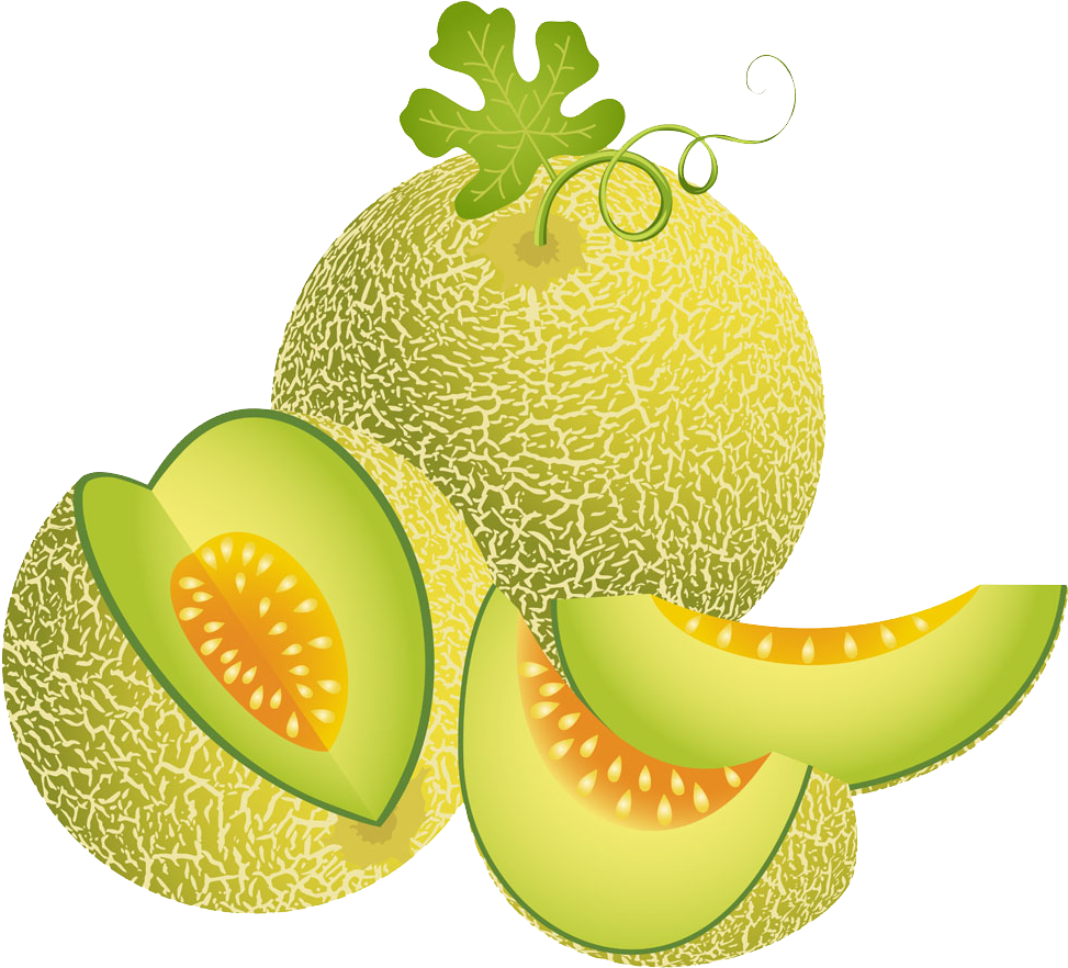 Fresh Cantaloupeand Slices Vector PNG