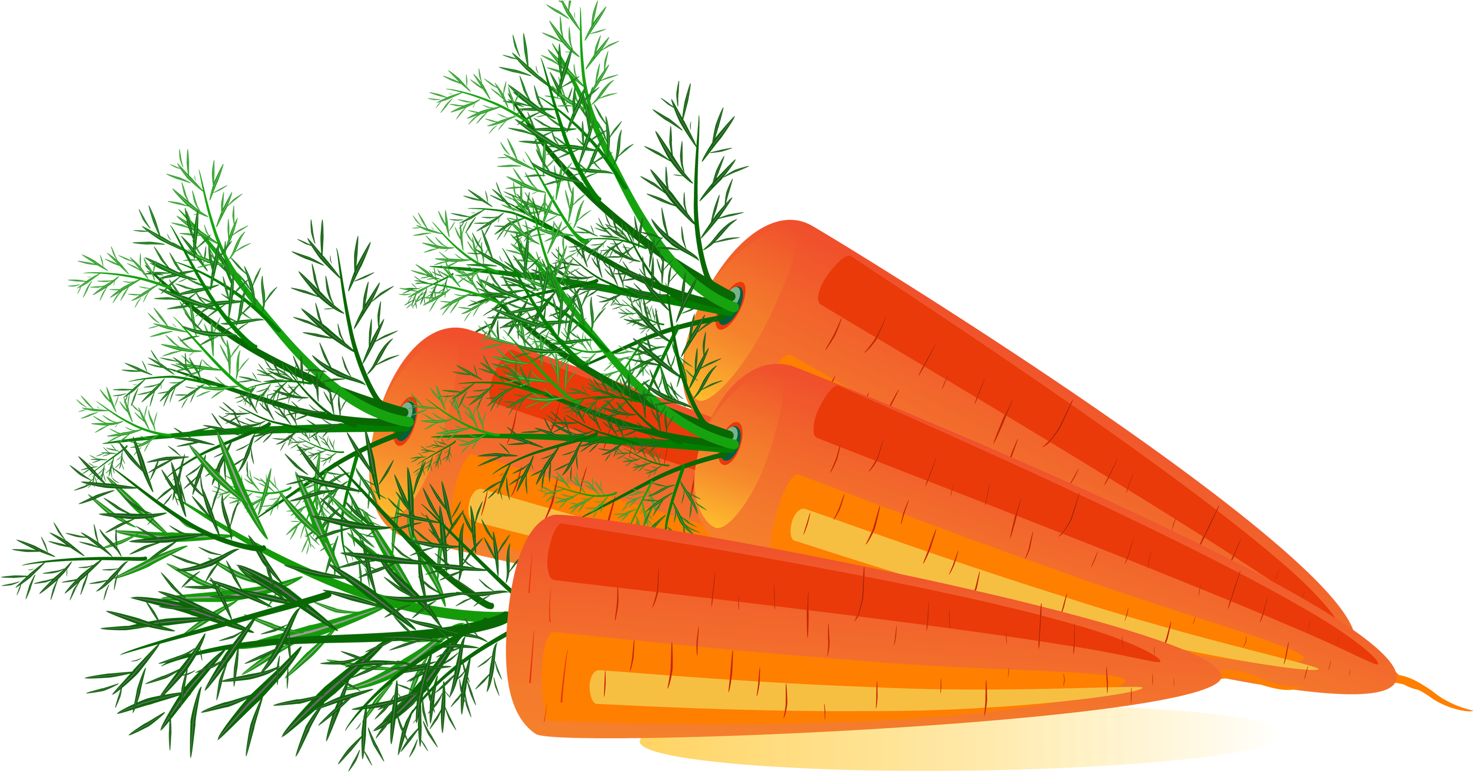 Fresh Carrot Slices Illustration PNG