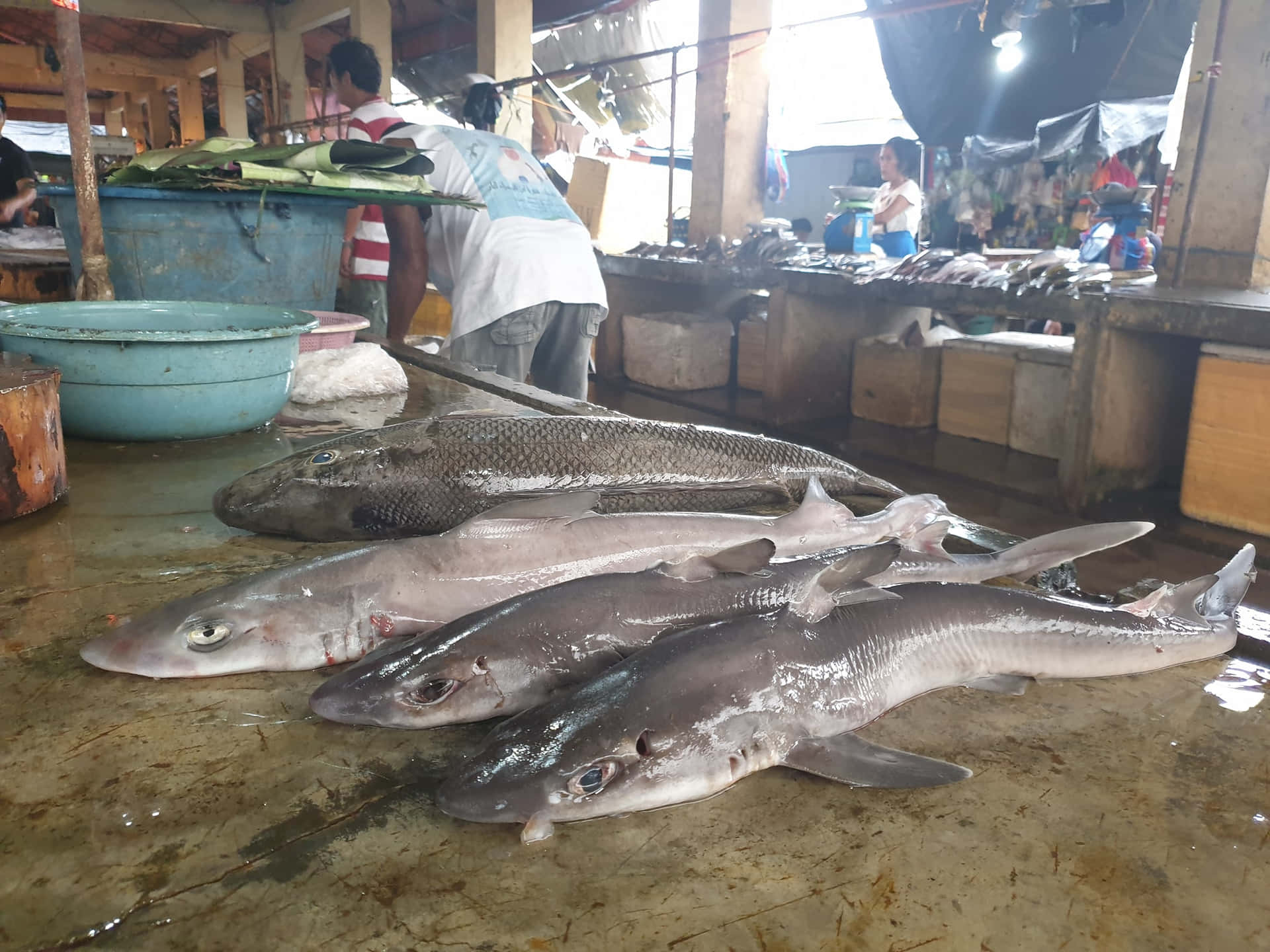 Fresh Catch Dogfishat Market Wallpaper
