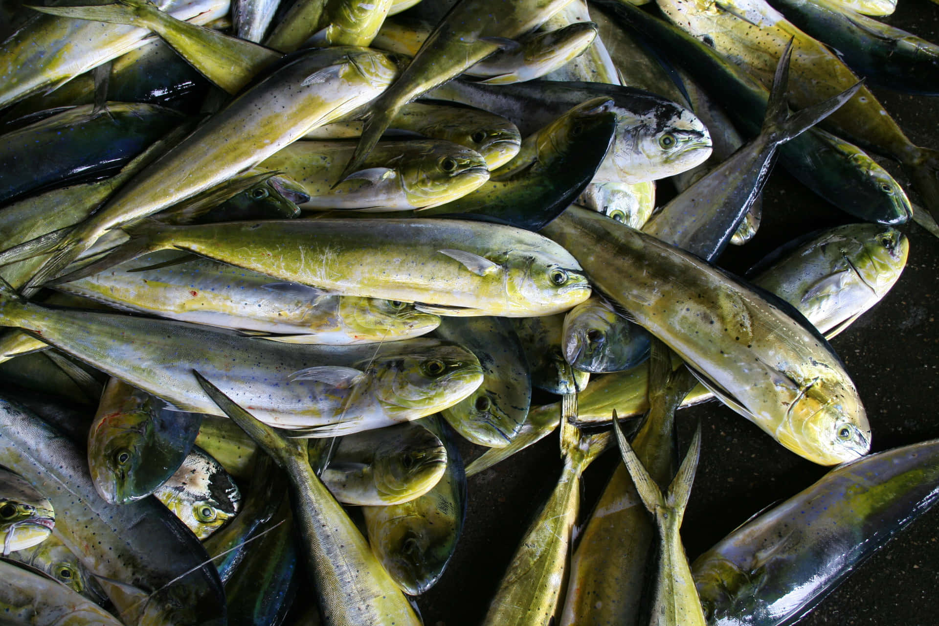 Fresh Catch Dolphinfish Display Wallpaper