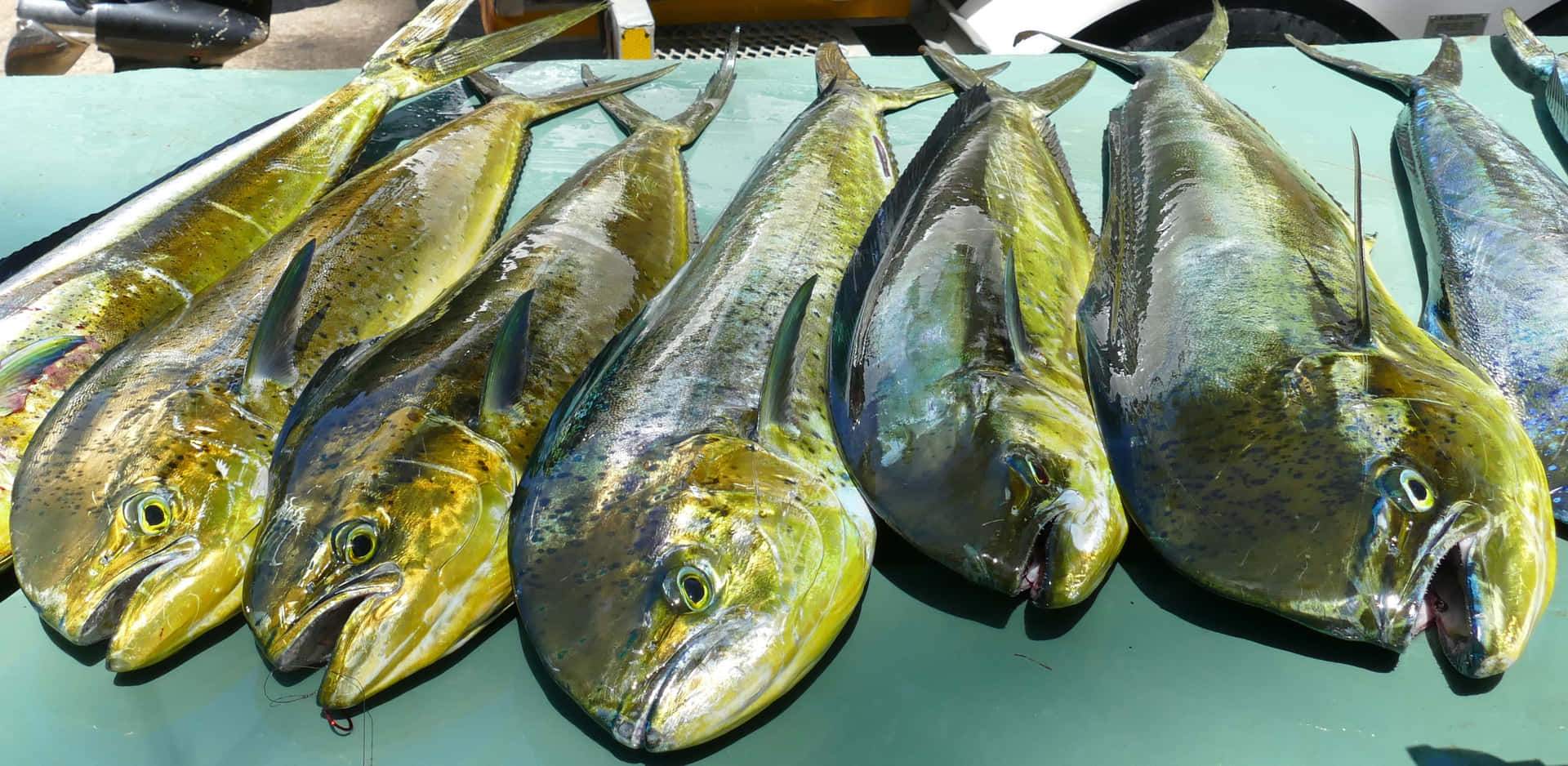 Fresh Catch Dolphinfish Display Wallpaper