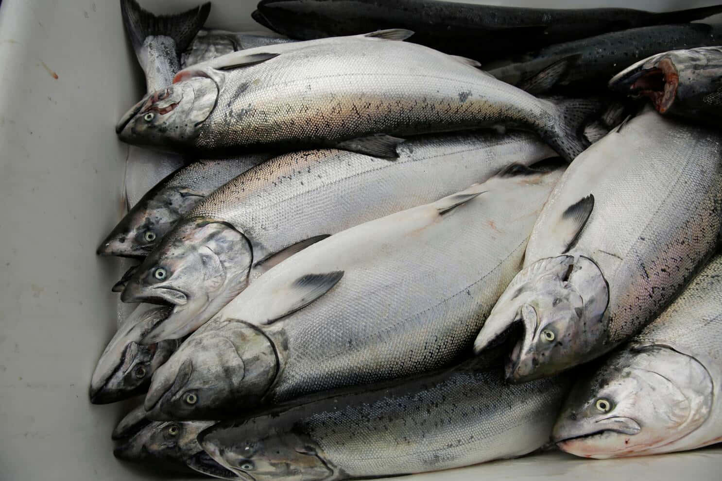 Fresh Catch King Salmon Wallpaper