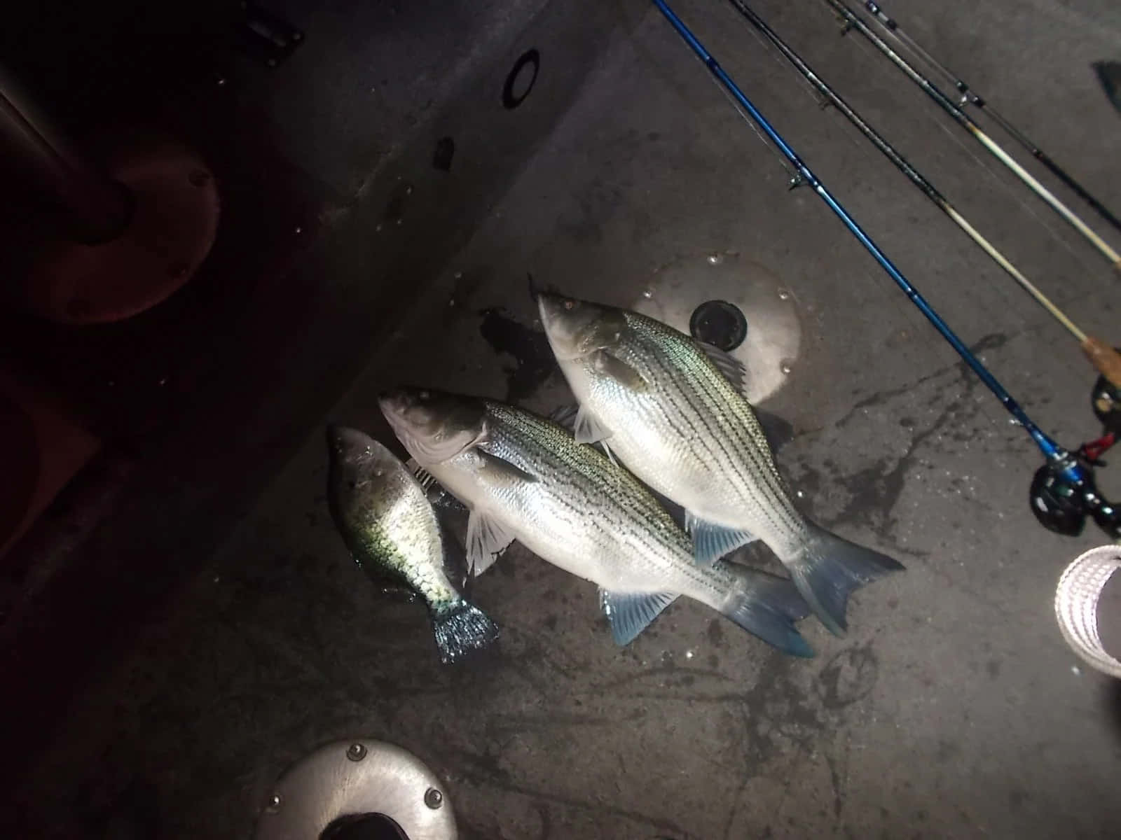 Fresh Catch Striped Bass Fishing Trip Wallpaper