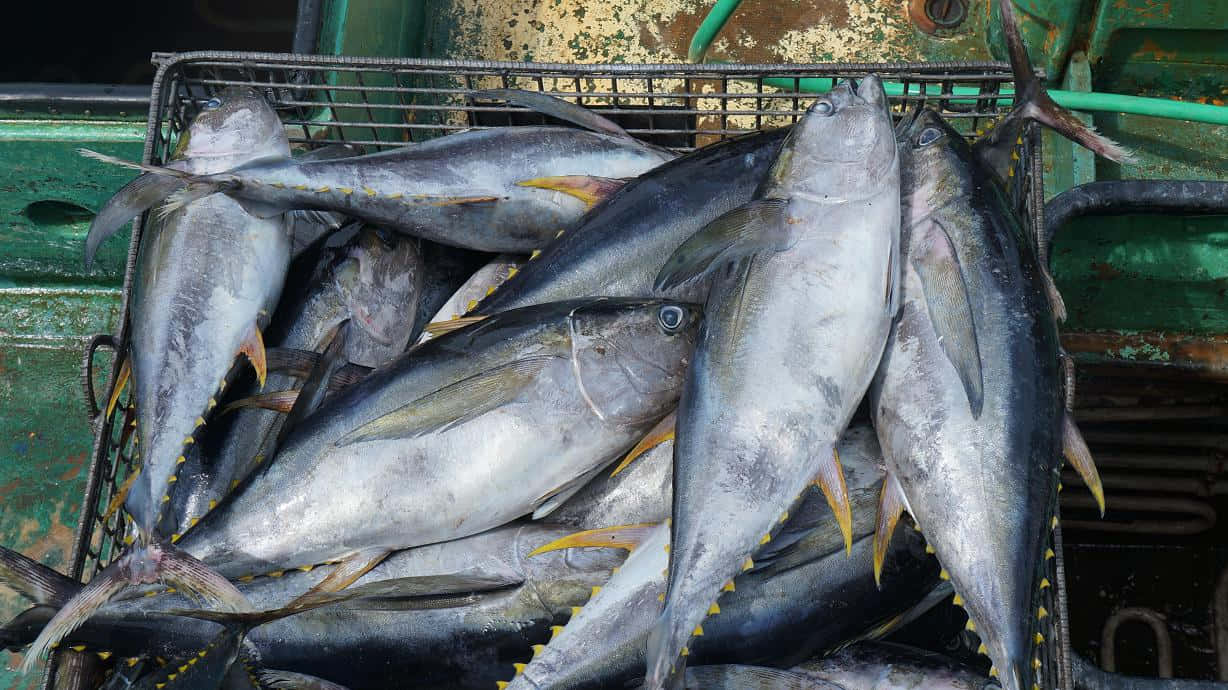 Fresh Catch Yellowfin Tuna Wallpaper