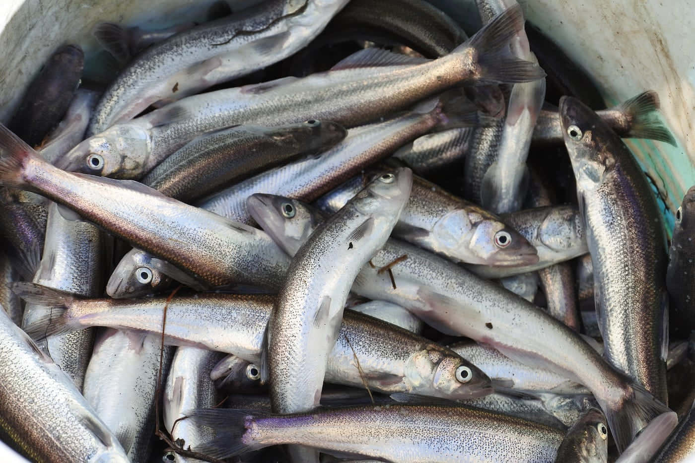 Tangkapan Segar Ikan Smelt.jpg Wallpaper