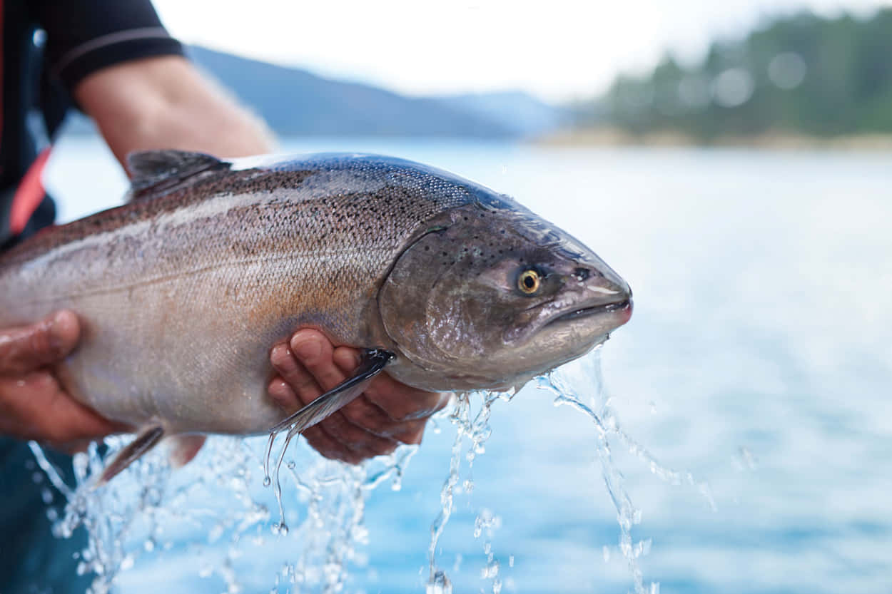 Fresh Caught King Salmon Held Over Water Wallpaper