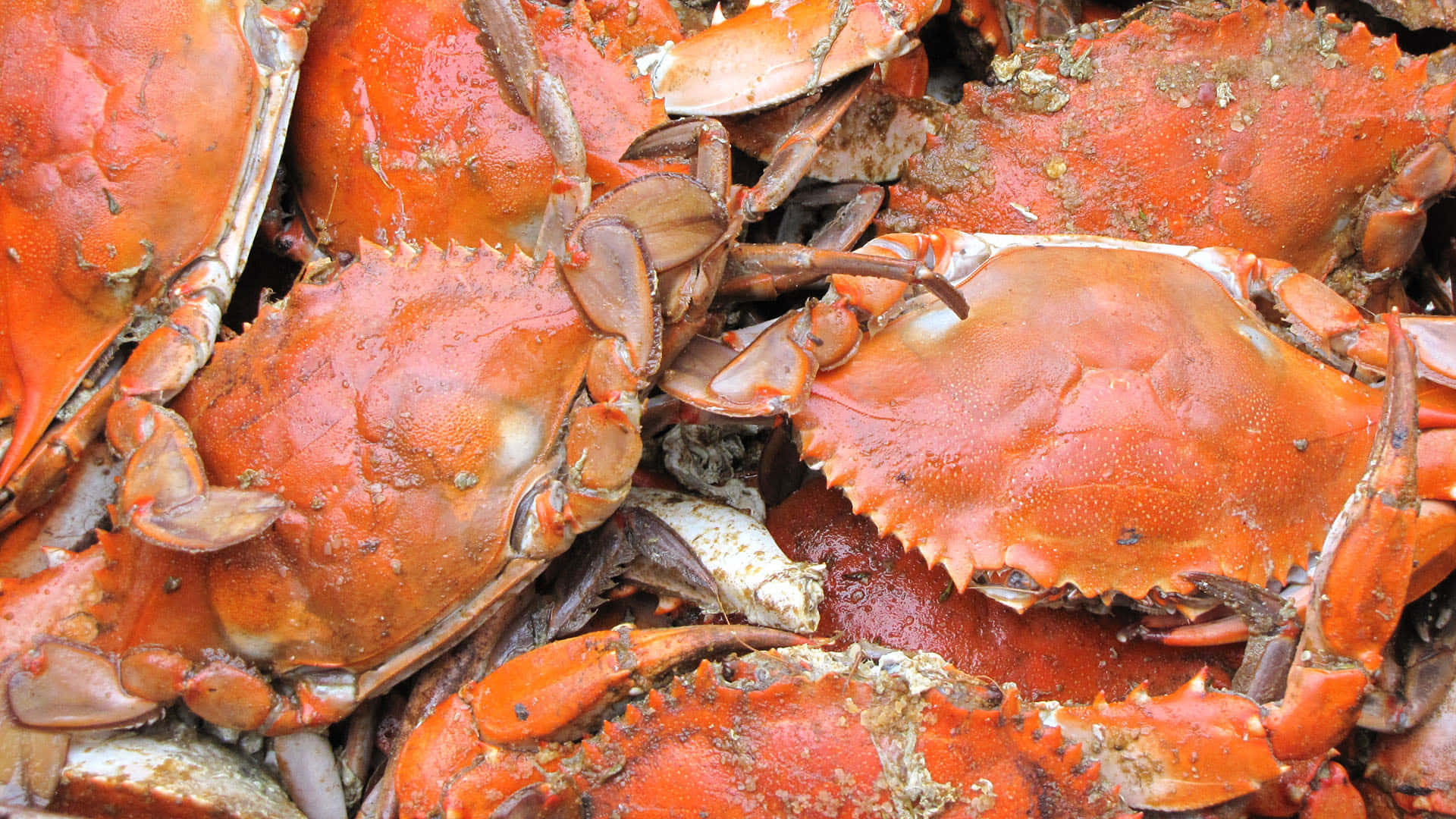 Fresh Caught Rock Crabs Wallpaper