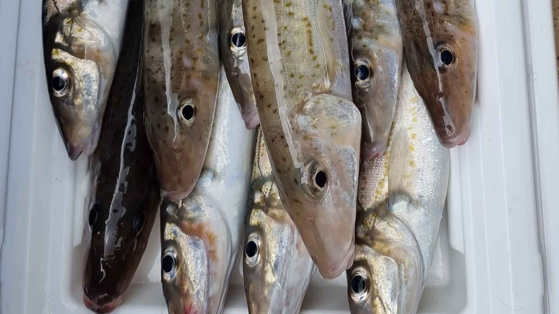 Fresh Caught Whiting Fish Wallpaper