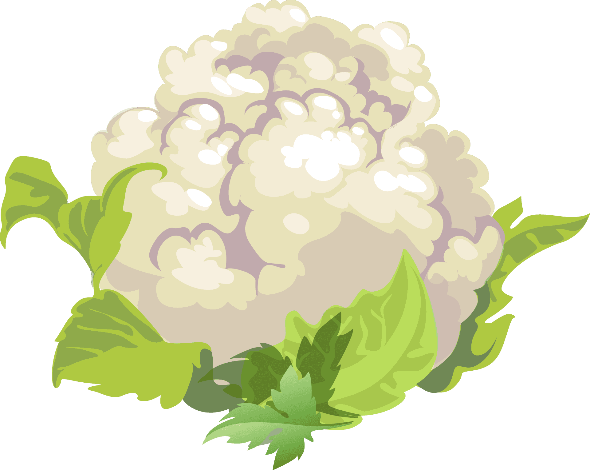 Fresh Cauliflower Illustration PNG