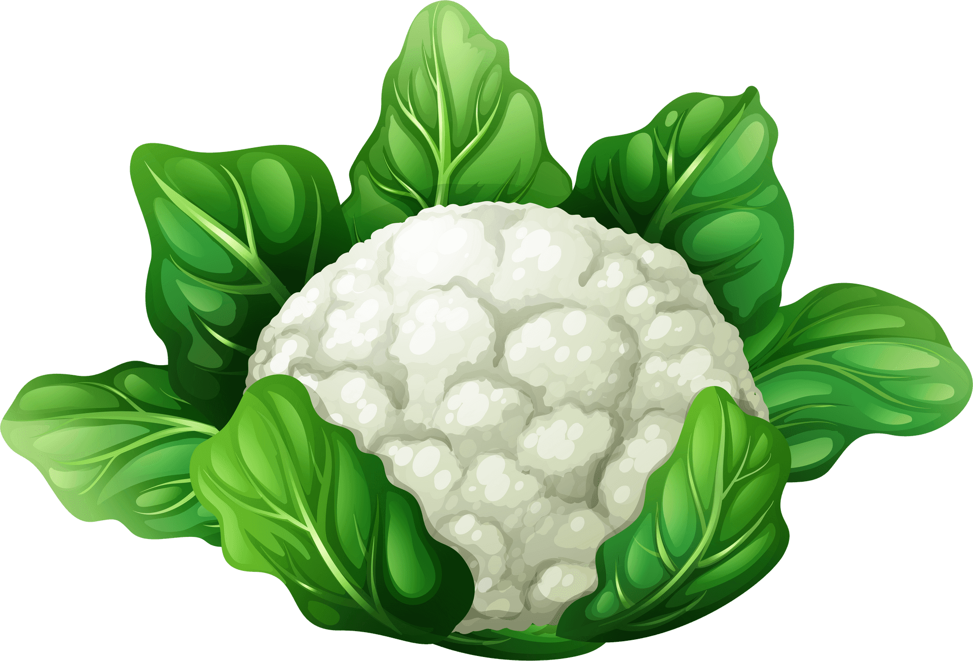 Fresh Cauliflower Illustration PNG