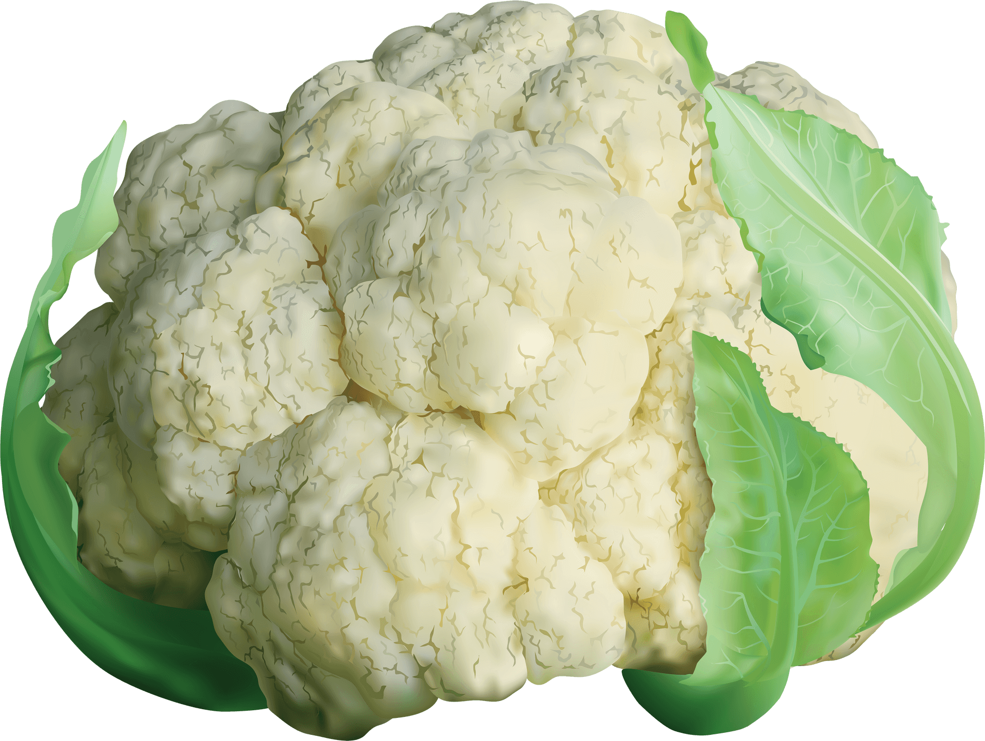 Fresh Cauliflower With Leaves PNG