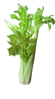 Fresh Celery Bunch Black Background PNG