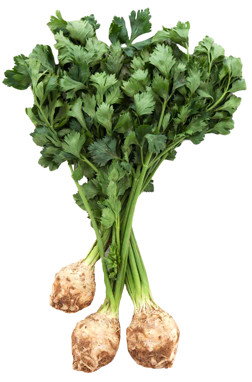 Fresh Celery Root Bunch PNG