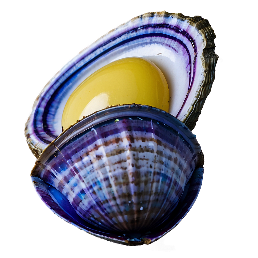 Fresh Clam Png Trl PNG