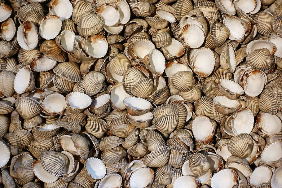 Fresh Cockle Shells Texture Wallpaper