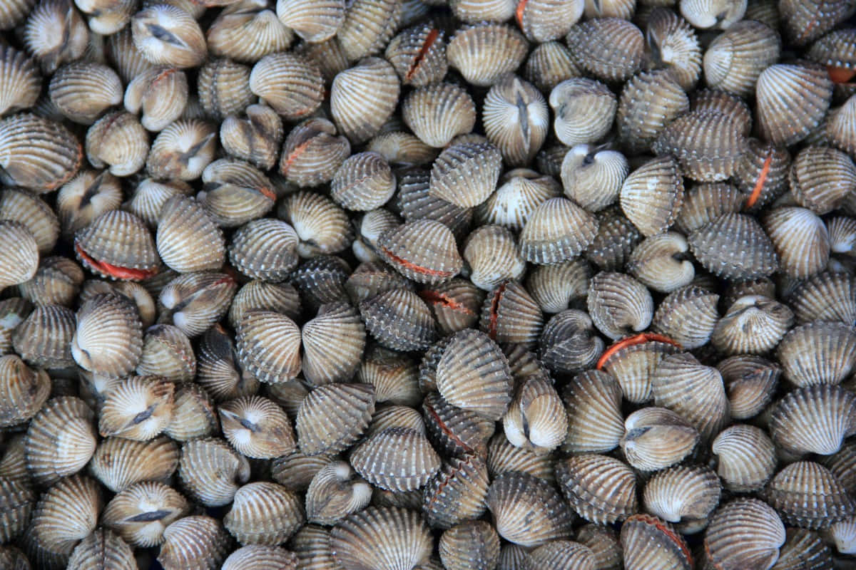 Fresh Cockles Background Wallpaper