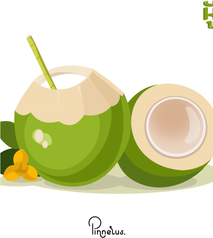 Fresh Coconut Drink Illustration PNG