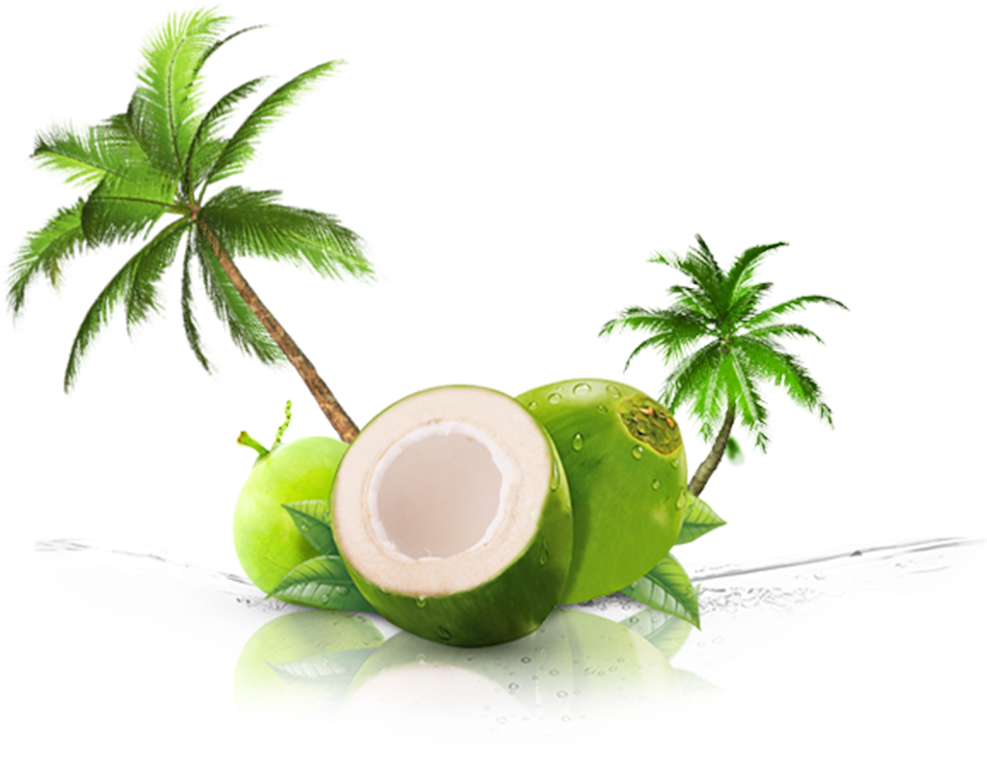 Fresh Coconutwith Palm Trees PNG