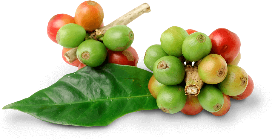 Fresh Coffee Cherrieson Leaf PNG