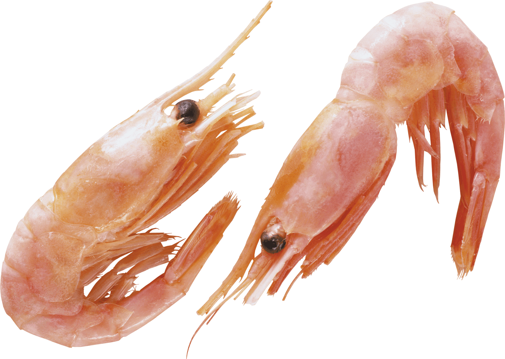 Fresh Cooked Shrimp Transparent Background PNG